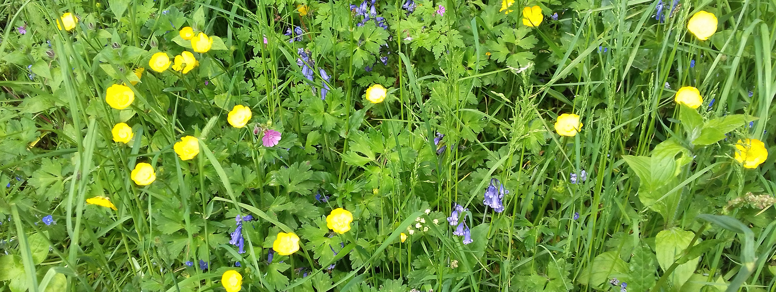 Wild flowers at Garnllys